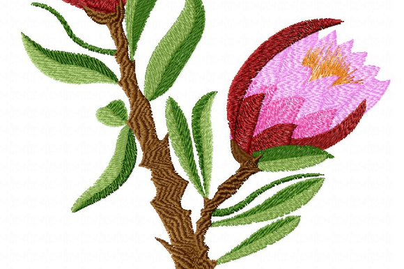 Protea Artichoke