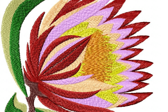 Protea Rainbow
